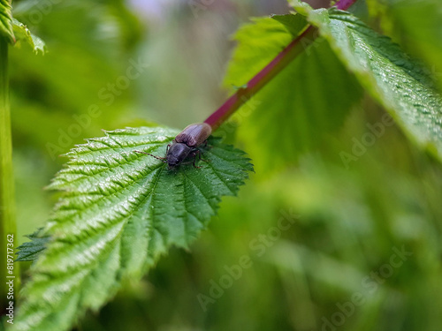 click beetle on leaf