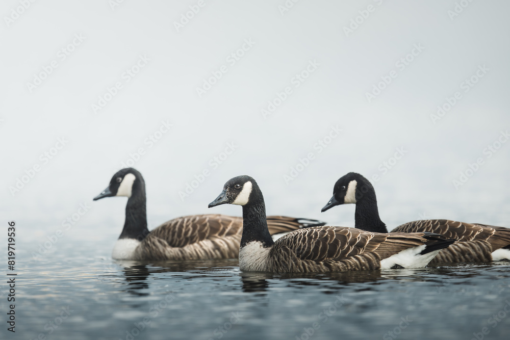 Group of Canada geese (Branta canadensis) gracefully gliding through a serene lake Group of Canada geese (Branta canadensis) gracefully gliding through a serene lake