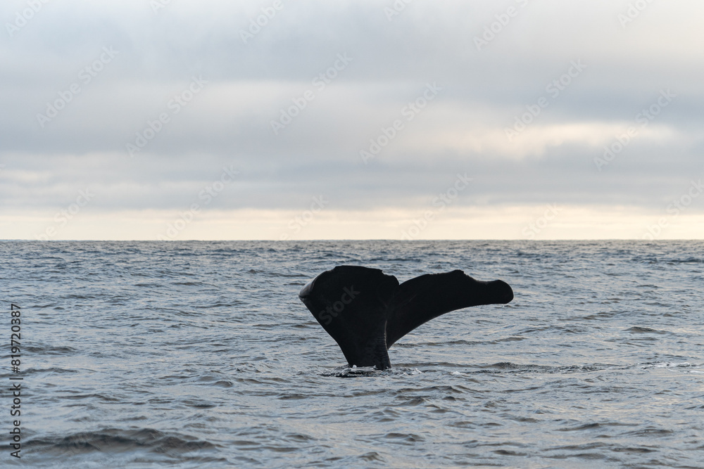 Fototapeta premium a whale tail is up in the water at a low tide. Norway