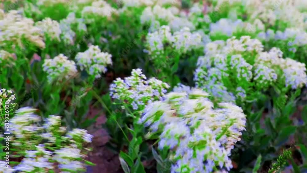Cultivation and harvesting of chamomile flowers in agricultural lands Cultivation and harvesting of chamomile flowers in agricultural lands