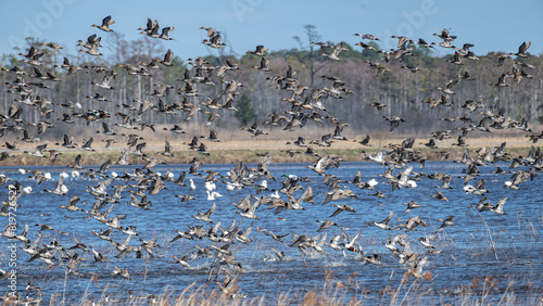 Photography Flock of birds soaring gracefully above a serene water landscape, framed by lush reeds