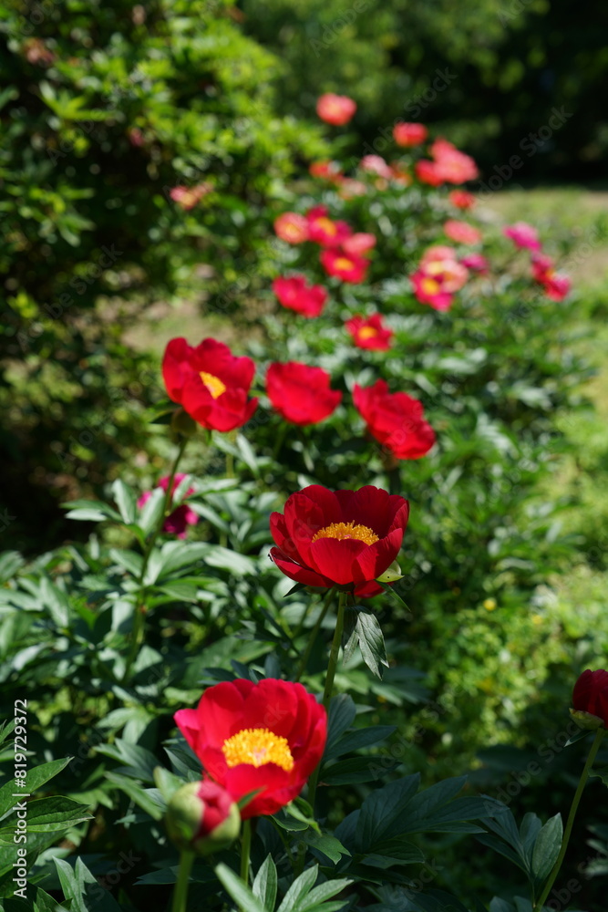 Red Flowers of Peony in Full Bloom Red Flowers of Peony in Full Bloom