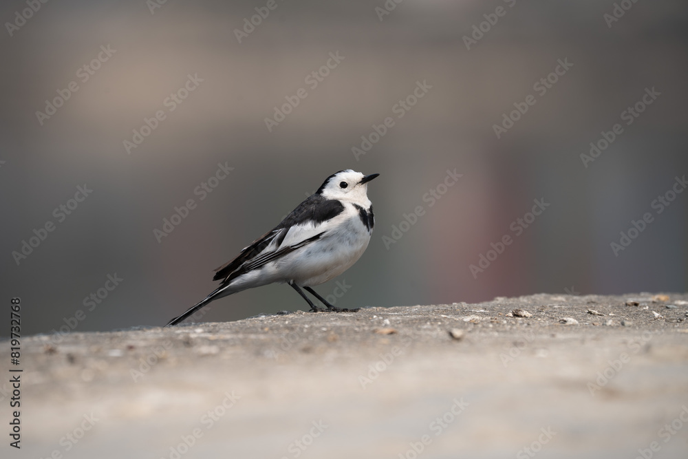 Closeup of a Wagtail perched on a branch Closeup of a Wagtail perched on a branch