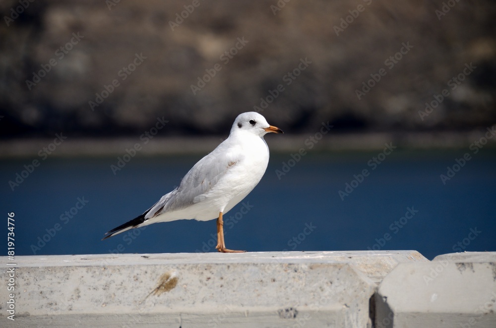 Gaviota en el puerto de Old Muscat, Sultanato de Omán Gaviota en el puerto de Old Muscat, Sultanato de Omán