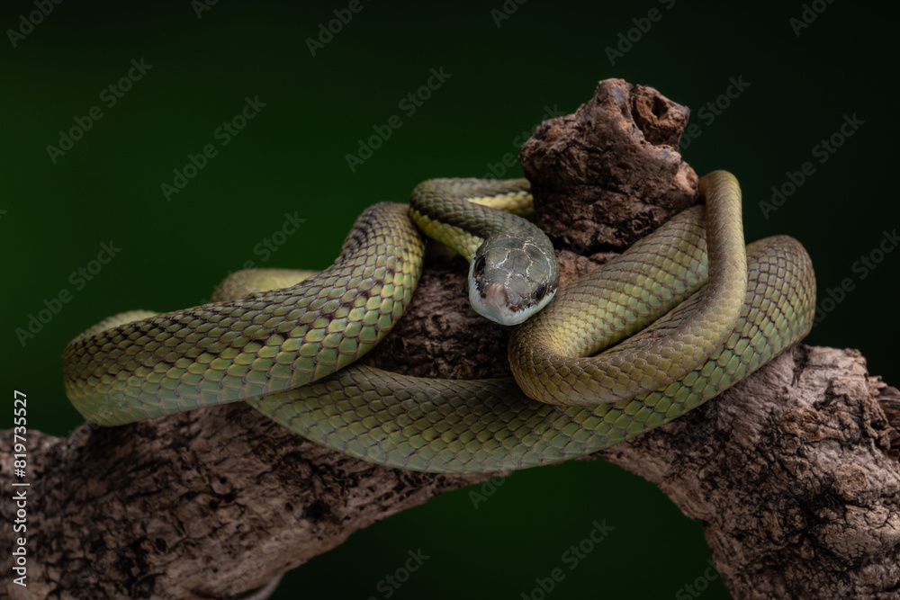 Obraz premium Baron Green Racer snake perched on a tree, against a dark backdrop
