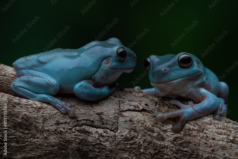 Blue Dumpy Tree Frogs perched on a tree trunk amidst a contrasting dark backdrop Blue Dumpy Tree Frogs perched on a tree trunk amidst a contrasting dark backdrop