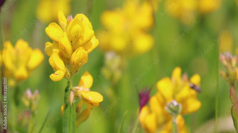 yellow tulip flowers yellow tulip flowers