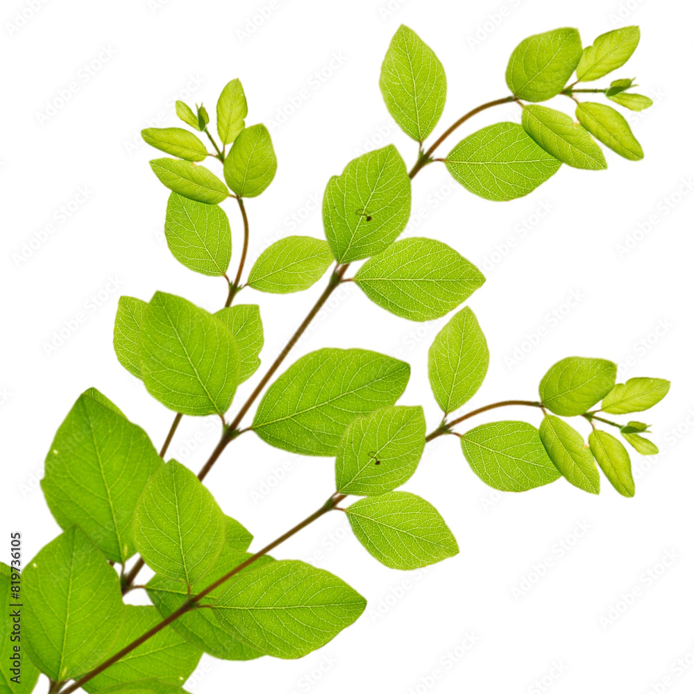 natural green leaf photo, png, transparent background. natural green leaf photo, png, transparent background.