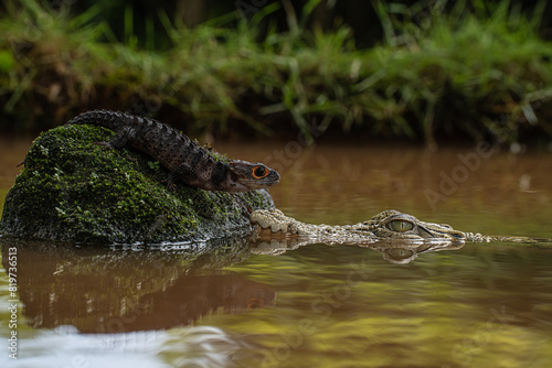 Lizard and crocodile coexisting in wetland habitat photo