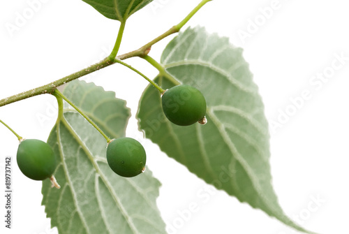 Fresh berries of the European nettle tree, Mediterranean hackberry, lote tree (Celtis australis) photo