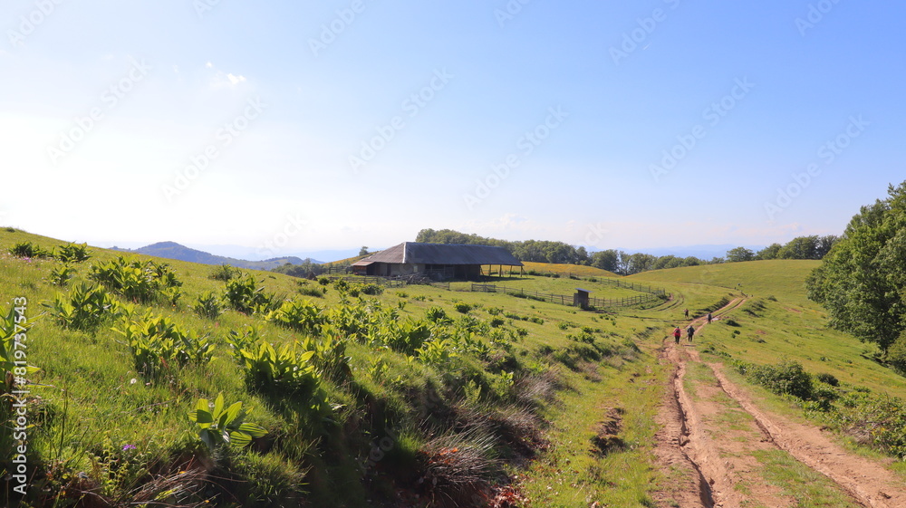 Naklejka premium vineyard in autumn