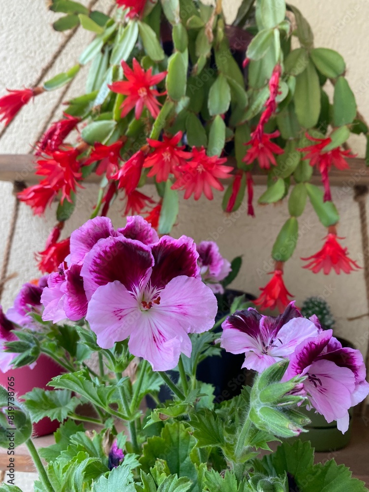 Fototapeta premium red and white flowers