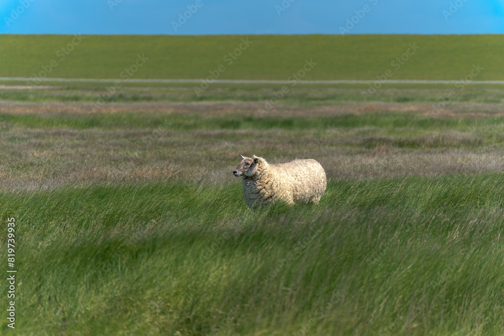 Sheep grazing near Westerhever Lighthouse, Germany, Baltic Sea Sheep grazing near Westerhever Lighthouse, Germany, Baltic Sea