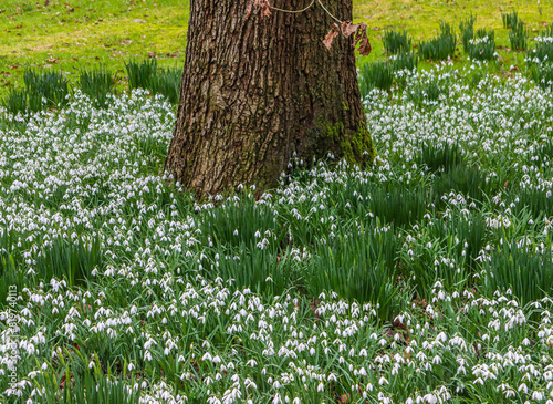 Tree with white flowers surrounded by green field: Snow drops Duffryn Woods, Mountain Ash photo