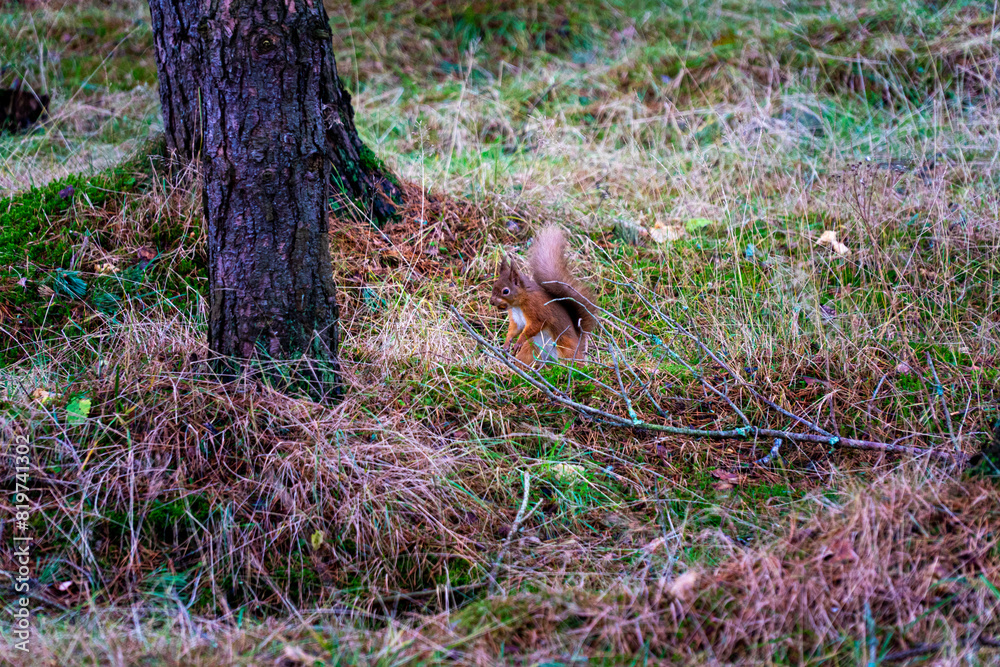 the squirrel is hiding in the grass next to the tree the squirrel is hiding in the grass next to the tree