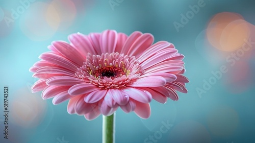  A close-up of a pink flower with a blurred boke of light in the foreground and a blurred boke of light in the background