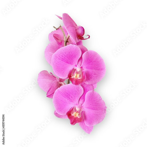 Beautiful pink orchids with transparent background and shadow
