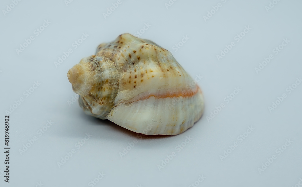 a single sea shell on a white background with copy space a single sea shell on a white background with copy space