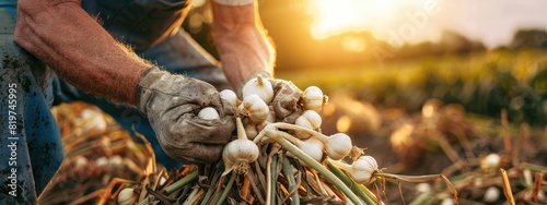 a farmer collects garlic. Selective focus