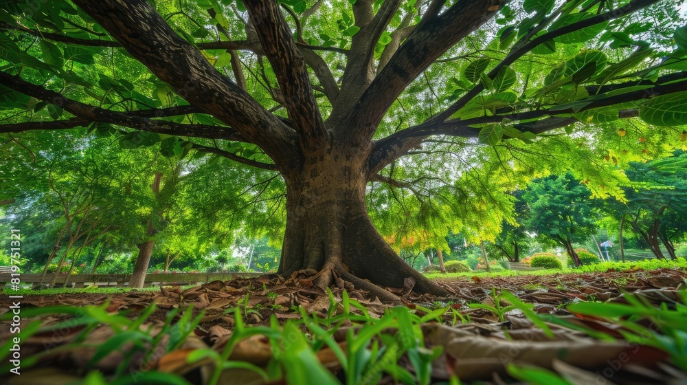 A nature scene capturing the essence of autumn with a green tree in a park, highlighted by the shining morning light and enveloped in mist A nature scene capturing the essence of autumn with a green tree in a park, highlighted by the shining morning light and enveloped in mist