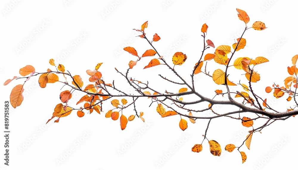 Tree branches covered with vibrant autumn leaves, isolated on white background, perfect for seasonal themes and natural beauty concepts Tree branches covered with vibrant autumn leaves, isolated on white background, perfect for seasonal themes and natural beauty concepts