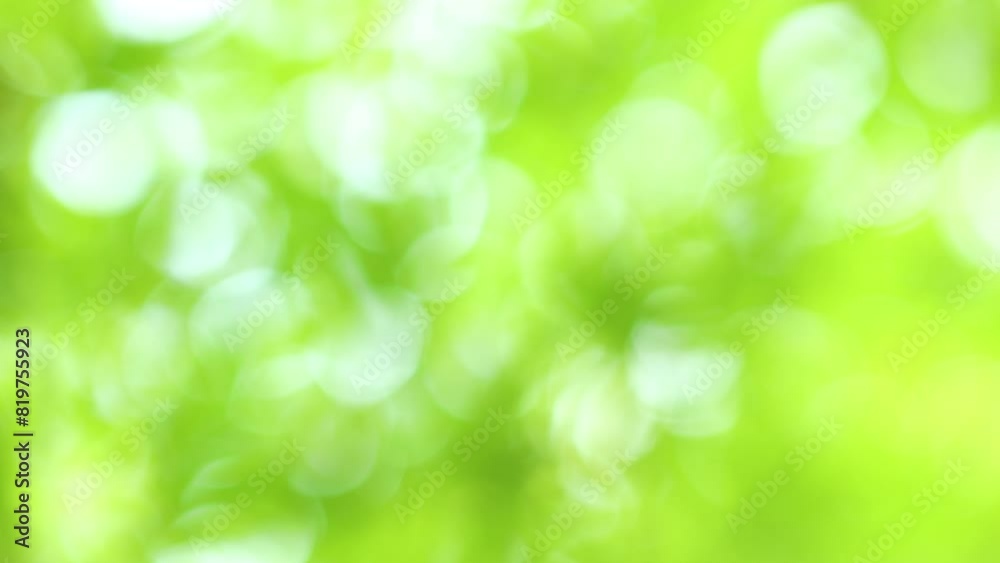 新緑のカエデのぼかし 新緑のカエデのぼかし