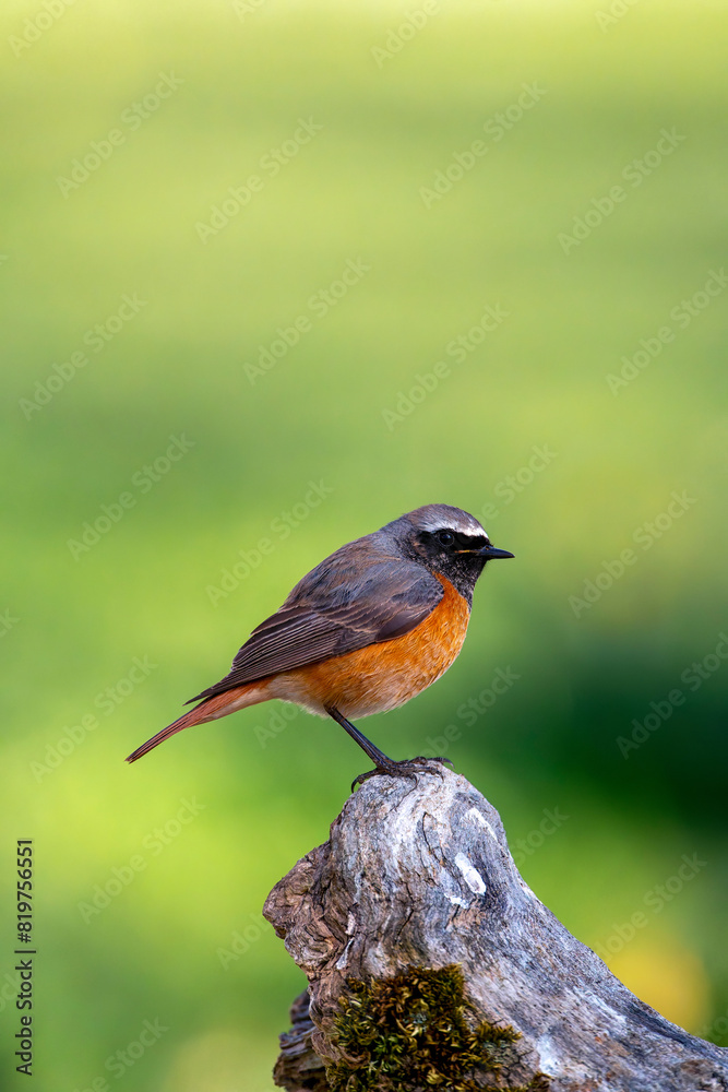 Male common redstart on a branch. Male common redstart on a branch.