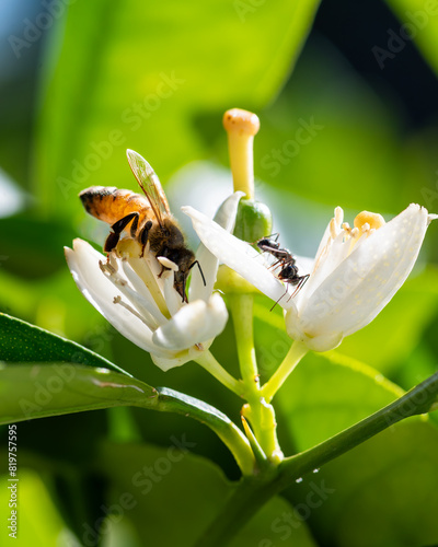 Pollinating bee among orange blossoms.