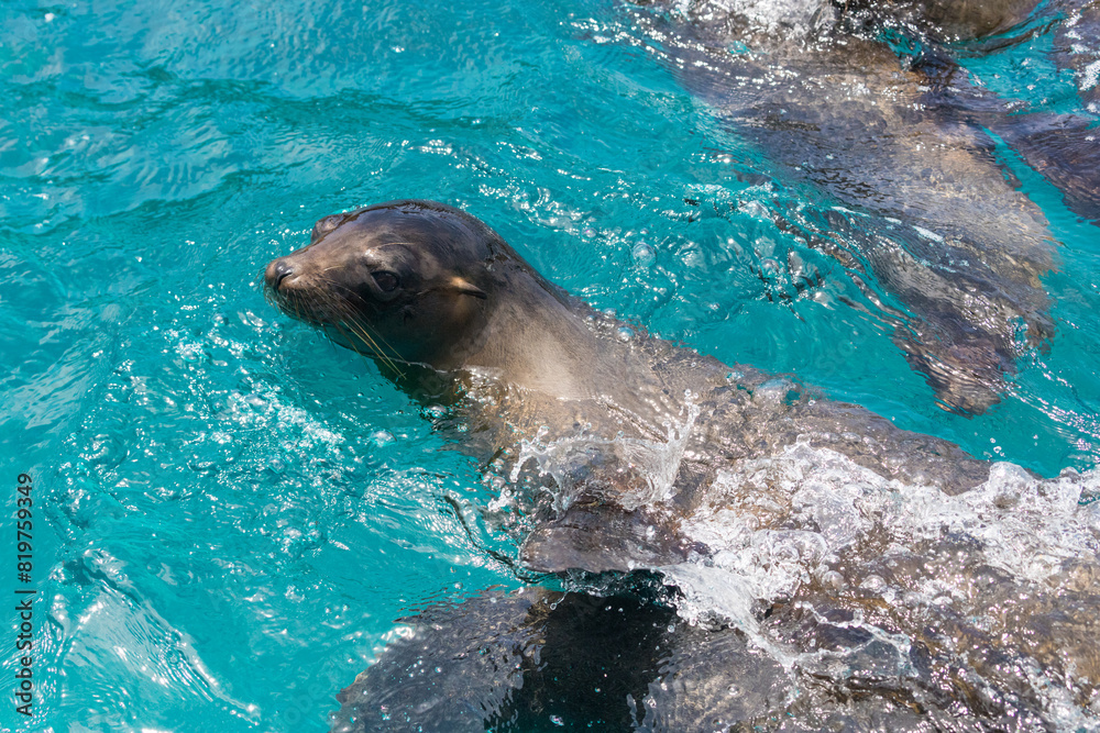 Fototapeta premium Sea lions in the Galapagos islands