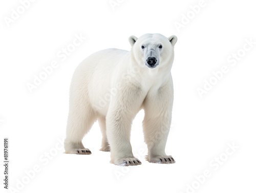 a polar bear standing on a white background