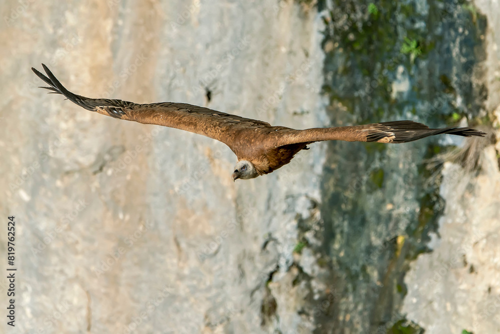 Buitre leonado en vuelo, en el parque natural de Cazorla, Segura y Las Villas. Buitre leonado en vuelo, en el parque natural de Cazorla, Segura y Las Villas.