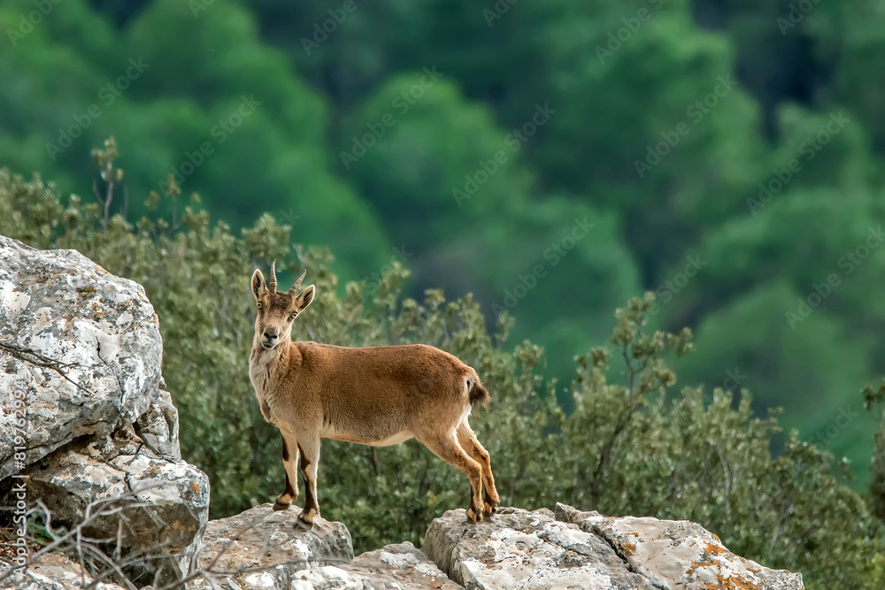 Cabra hispánica pirenaica, en el parque natural de Cazorla, Segura y Las Villas. Cabra hispánica pirenaica, en el parque natural de Cazorla, Segura y Las Villas.