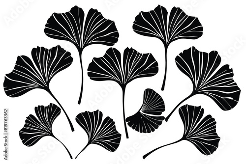 Drawing of ginkgo biloba plant Black vector silhouette