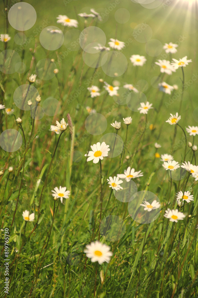Fototapeta premium margeritenwiese im sonnenschein 