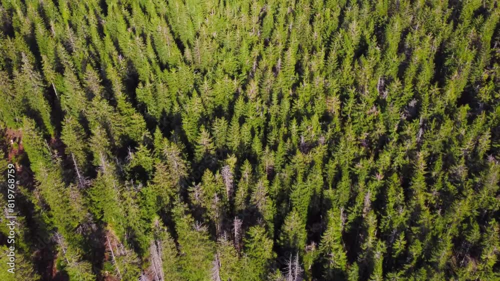 Aerial filming above a spruce forest. Top view filming above a conifer forest Aerial filming above a spruce forest. Top view filming above a conifer forest
