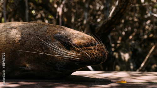 Sea lions in the Galapagos islands © Rui