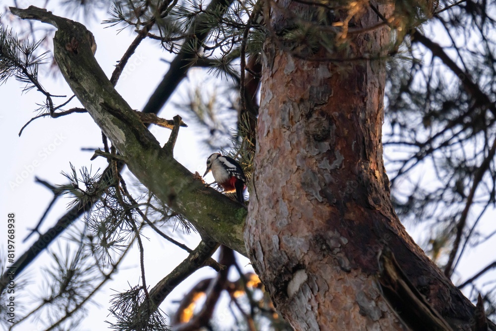 Low-angle shot of the great spotted woodpecker on a tree. Dendrocopos major. Low-angle shot of the great spotted woodpecker on a tree. Dendrocopos major.