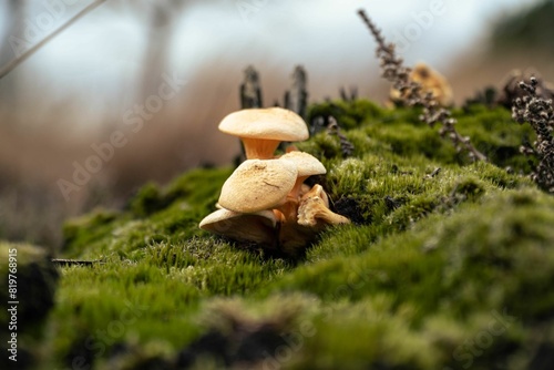 Closeup of Hygrophoropsis aurantiaca, commonly known as the false chanterelle. photo