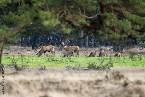 Fototapeta Naklejka Na Ścianę i Meble -  Herd of red deer grazing in the meadow. Cervus elaphus.