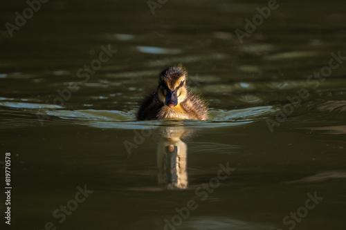 mała puszysta kaczuszka dzikiej kaczki krzyżówki na wodzie photo