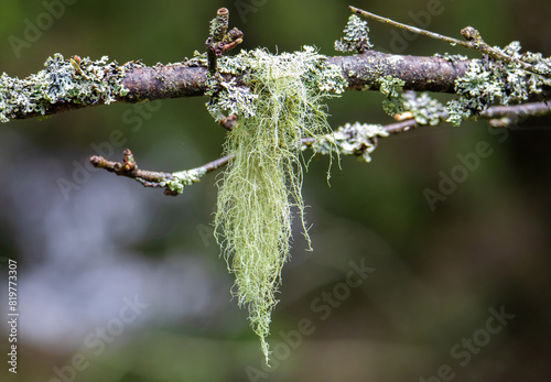 Close-up of Usnea lichen on a twig photo