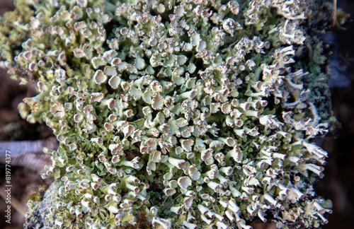 A group of Cladonia digitata lichens