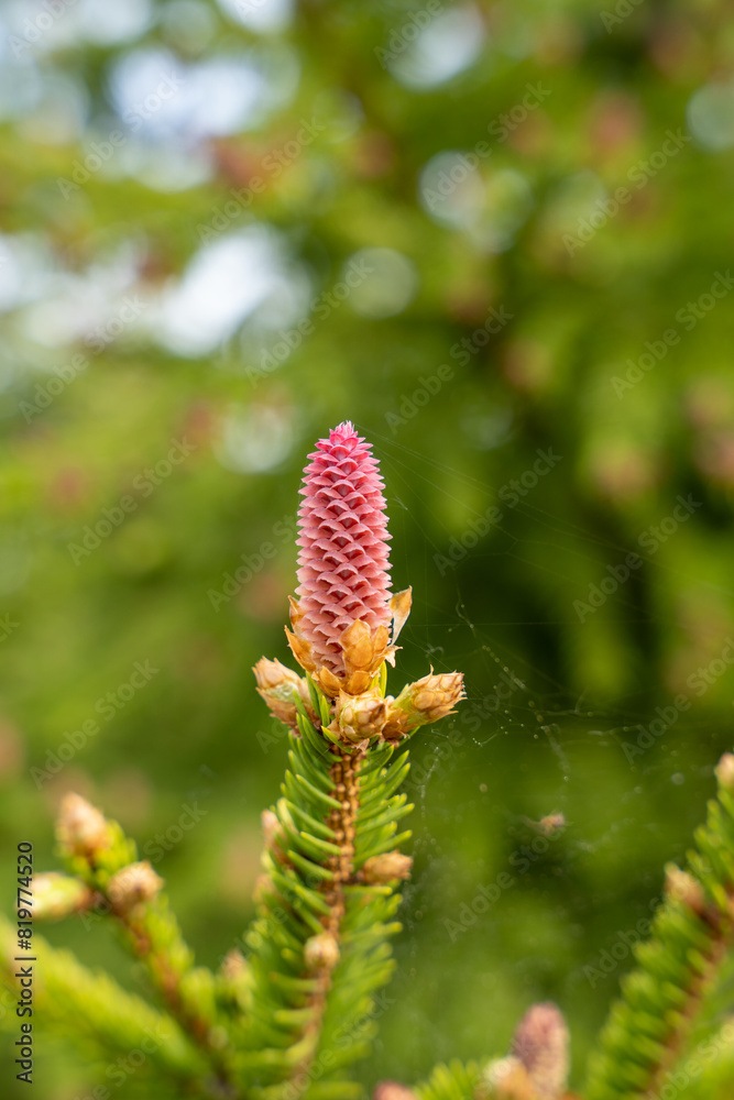 Blooming spruce tree branches with red cones Blooming spruce tree branches with red cones