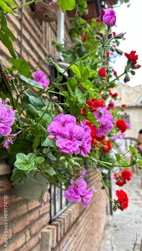 Wallpaper Mural  plantas geranio en la ciudad de España Torontodigital.ca