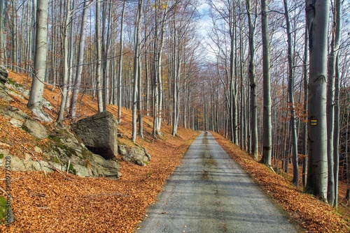 Autumn forest road in deciduous beech forest photo