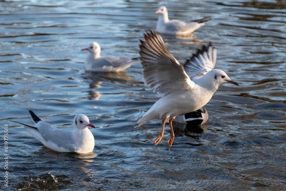 Beautiful view of Large white-headed gulls in the water Beautiful view of Large white-headed gulls in the water