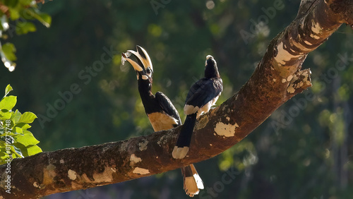 Oriental Pied Hornbills perched on branch in their natural habitat, exhibiting wildlife and bird species in tropical forest setting. Biodiversity and conservation.