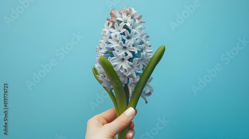 A hand holding a blue hyacinth flower against a blue background.