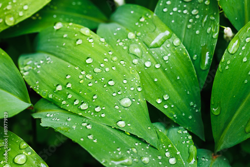 Lily of the valley plant leaves with raindrops. Close up natural abstract green background © encierro