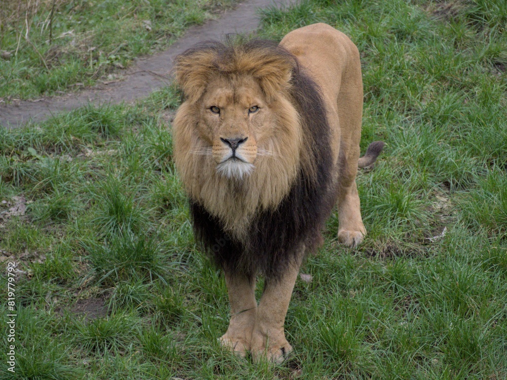 Adult male lion stands in the tall grass, looking directly to the camera with a curious expression Adult male lion stands in the tall grass, looking directly to the camera with a curious expression